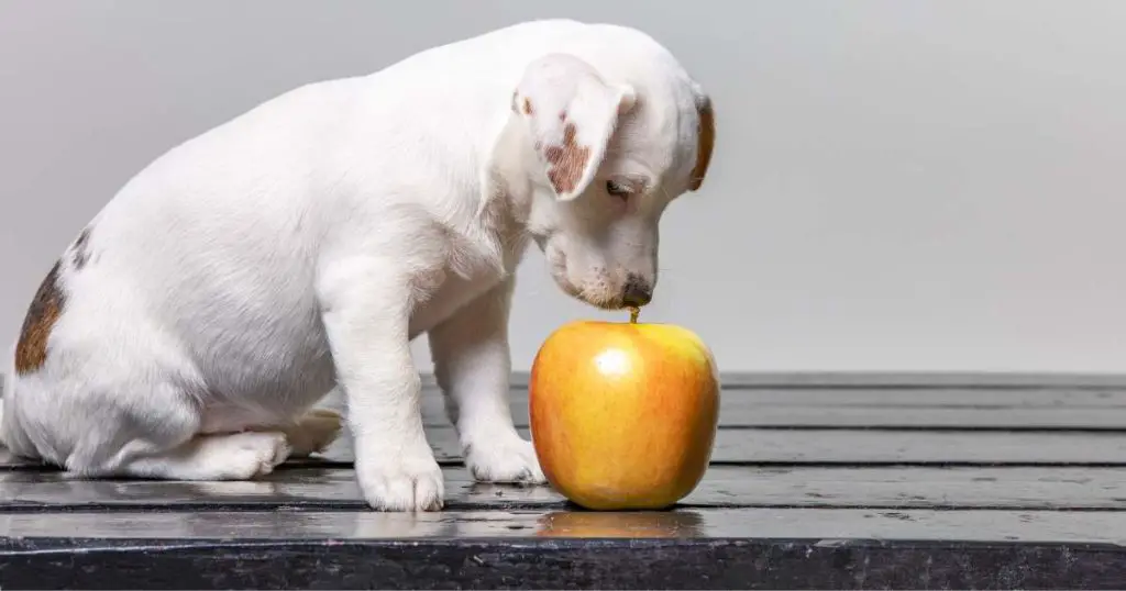 app dog 1 Can Dogs Eat Apples? 5 Ultimate Guidelines